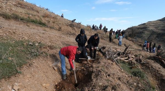 Manisa'da yanan alanda 300 bin fidan toprakla buluşturuldu