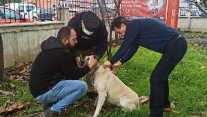 Muğla'da, tehlikeli 1075 köpek kayıt altına alındı