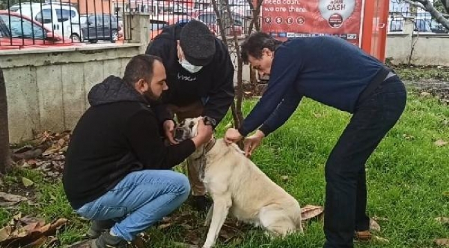 Muğla'da, tehlikeli 1075 köpek kayıt altına alındı