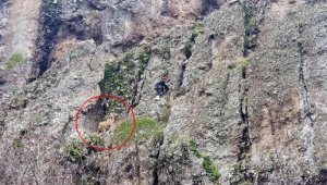 Sarp arazide mahsur kalan gebe keçi, 5'inci günde kurtarıldı