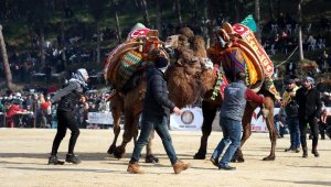 Soğuk havaya rağmen deve güreşi festivaline yoğun ilgi