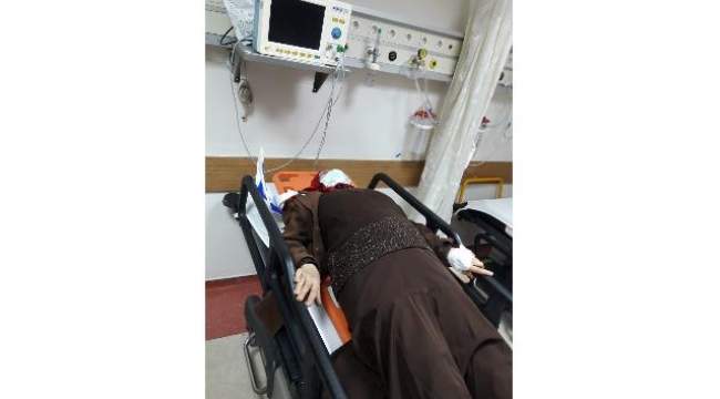 Sokak köpekleri yaşlı kadını hastanelik etti