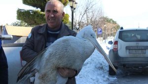 Üzüm bağına düşen pelikan donmak üzereyken kurtarıldı