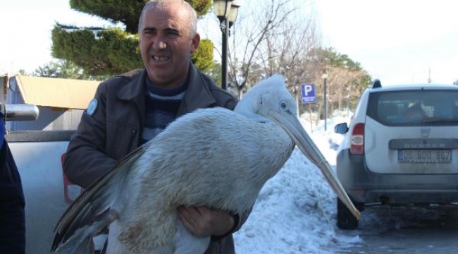 Üzüm bağına düşen pelikan donmak üzereyken kurtarıldı