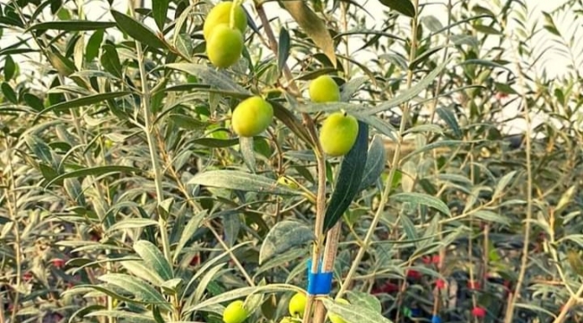 2 yaşında ürün veriyor, üç buçuk kilo zeytinden 1 kilo yağ çıkıyor