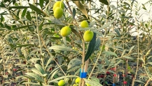 2 yaşında ürün veriyor, üç buçuk kilo zeytinden 1 kilo yağ çıkıyor