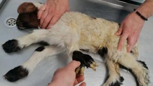 5 bacaklı kuzu şaşırttı