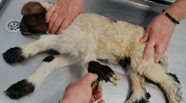 5 bacaklı kuzu şaşırttı