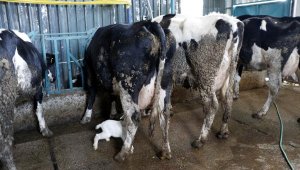 Annesinin kabul etmediği oğlağı inek emziriyor