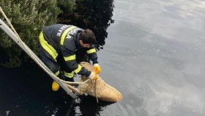 Arıtma havuzuna düşen sokak köpeği kurtarıldı