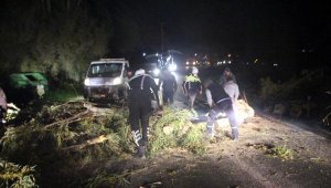 Bodrum'da fırtına ağaçları devirdi