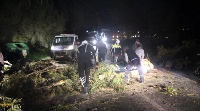 Bodrum'da fırtına ağaçları devirdi