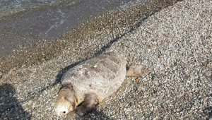 Bodrum'da sahile ölü caretta caretta vurdu