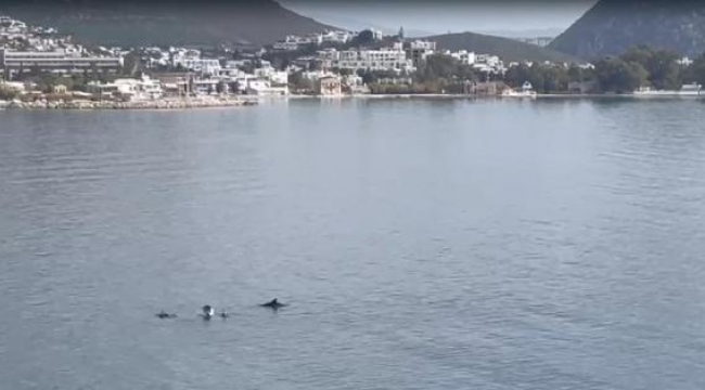 Bodrum'da yunusların görsel şöleni