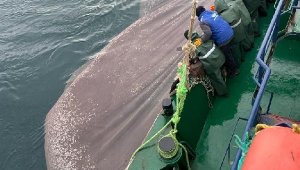 Boyu kısa çıktı, 5 ton istavrit denize bırakıldı