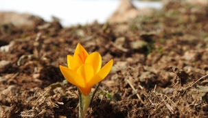 Bu çiçeği koparana 109 bin lira ceza var