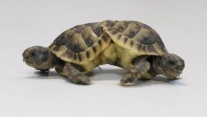 Çift başlı siyam ikizi kaplumbağalar öldü