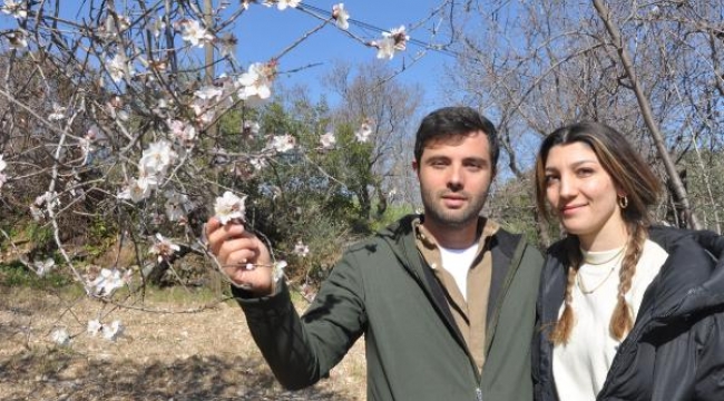 Datça'da badem ağaçları çiçek açtı