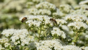 Endemik bitkiler Muğla'ya 62 milyon lira katkı sağlıyor