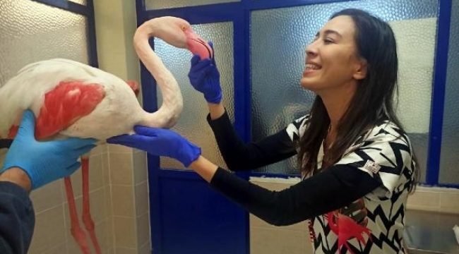 Hasta flamingo tedavisinin ardından doğaya salınacak