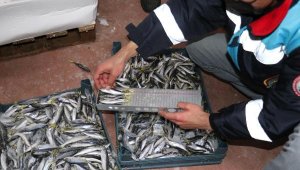 İzmir'de boyu kısa 8 ton balığa el konuldu