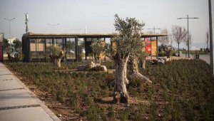 İzmir'de üreticiler sulama gerektirmeyen bitki yetiştiriyor