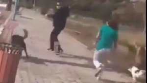 Köpek kavgası! Isırılınca iki kadını dövdü iddiası