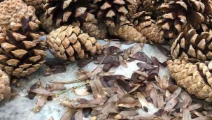 Kozalaklardan elde edilen tohum yeşil vatana dönüşüyor