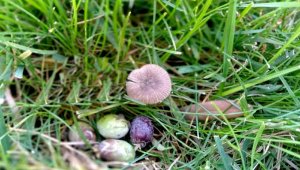 Kuşadası'ndaki milli park, bilimsel çalışmalara ev sahipliği yapıyor