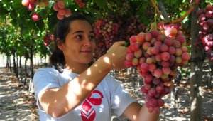 Üzüm tarlasından Avrupa ikinciliğine