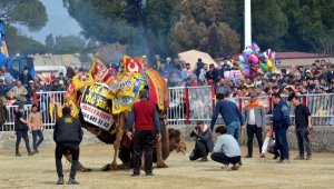 Nazilli Deve Güreşi Festivali'ne büyük ilgi
