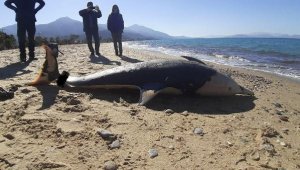 Ölü yunus ile deniz kaplumbağası sahile vurdu