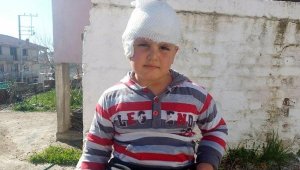 Sevmek istediği Pitbull melezi, hastanelik etti