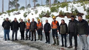 'Sincap adamlar', Kazdağları'ndaki 40 metrelik ağaçları buduyorlar