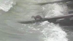 Su samuru balıkçı barınağında balık avlarken görüntülendi