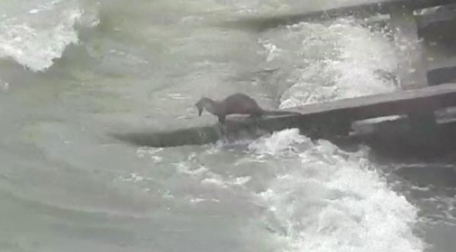 Su samuru balıkçı barınağında balık avlarken görüntülendi