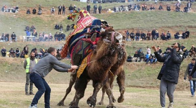 Turgutlu'da develer ilk kez güreşti