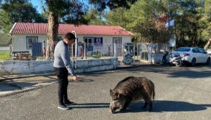 Yaban domuzu 'Ceyar', her gün bakımevine geliyor