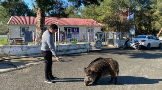 Yaban domuzu 'Ceyar', her gün bakımevine geliyor