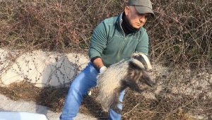 Yaralı atmaca ve porsuğa EKODOSD'tan yardım eli
