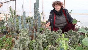 Yetiştirdiği kaktüsleri satıp 200 can dosta bakıyor
