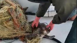 Ağa takılan deniz kaplumbağasını balıkçı kurtardı