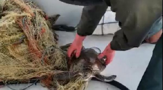 Ağa takılan deniz kaplumbağasını balıkçı kurtardı