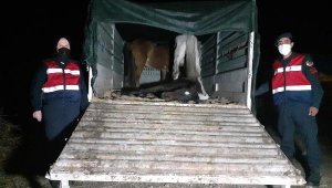 Akhisar'da at ve eşek kesen 5 kişi suçüstü yakalandı