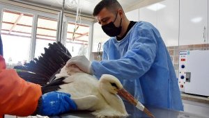 Akhisar'da avcıların vurduğu yaralı leylek bir daha uçamayacak