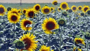 Ayçiçeği, 4 ilde destek kapsamına alındı