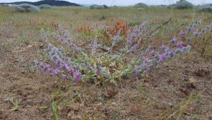 Ayvalık'ta yeni endemik bitki bulundu