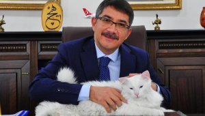 Başkan, işitme engelli kedisine makamda bakıyor