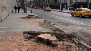 Belediyenin kestiği 112 anıt çınar kurtarılabilirdi