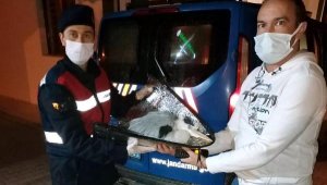 Bitkin halde bulunan pelikanı jandarma kurtardı